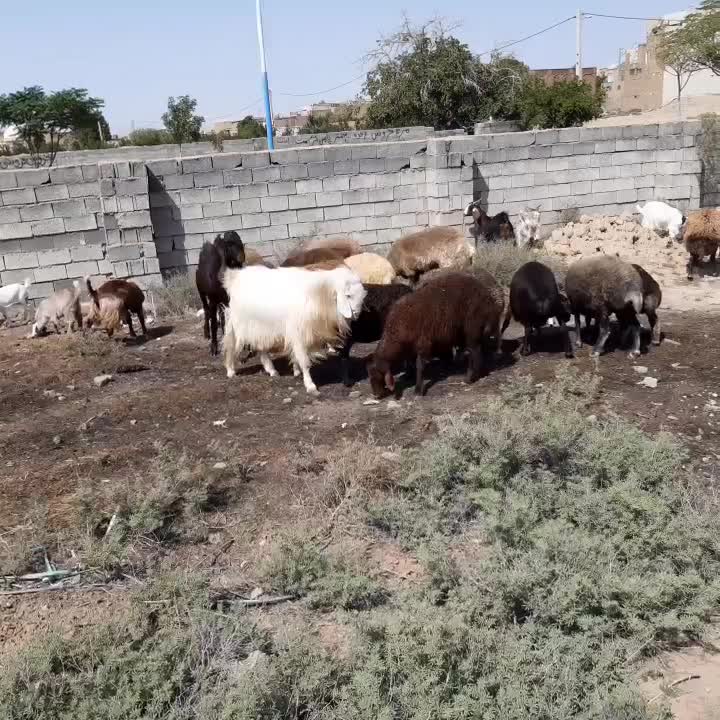 نر بز کردی|حیوانات مزرعه|سمنان, |دیوار