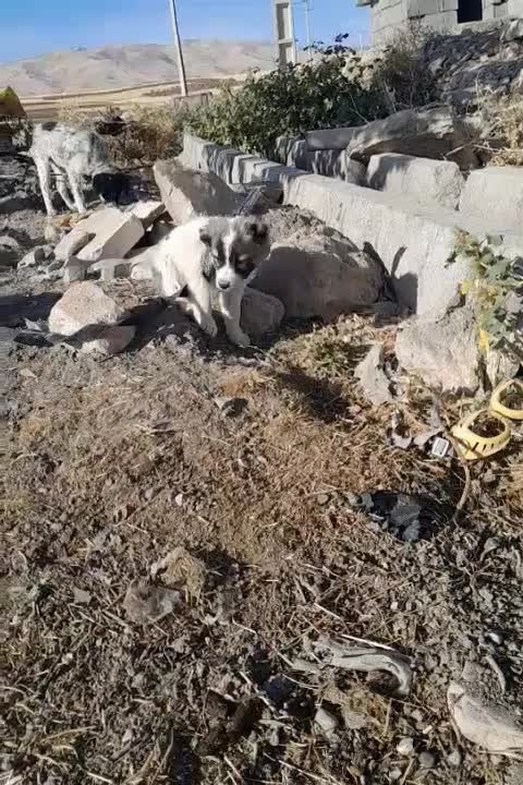 ۱۱۱|سگ|هفدر, |دیوار