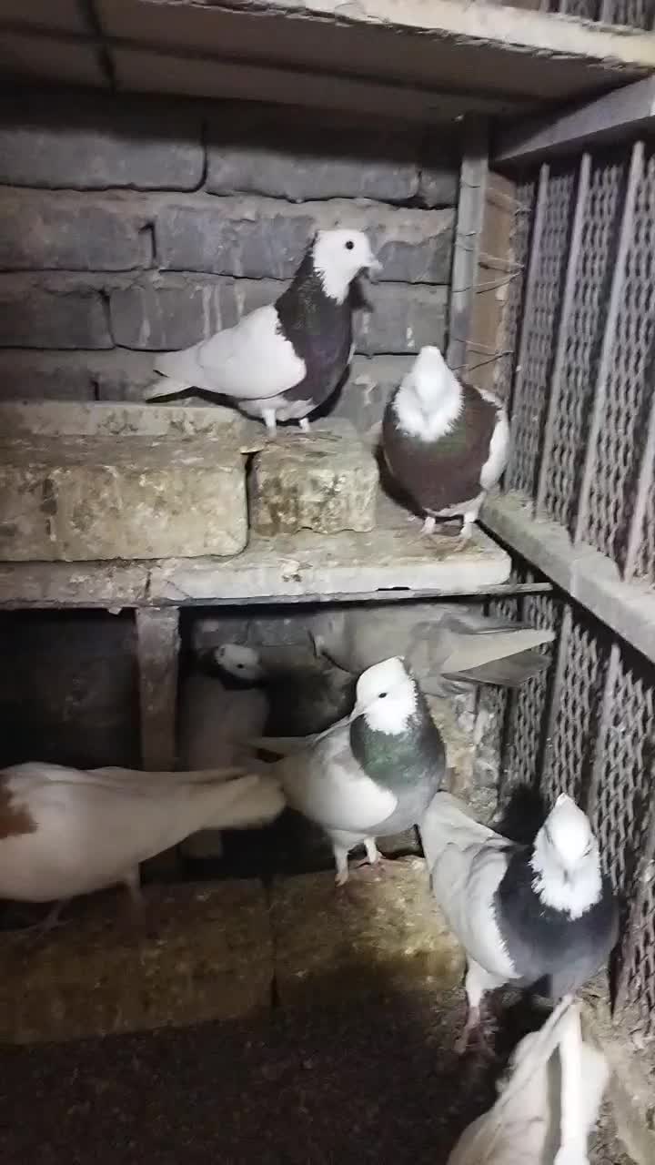 ۹ عدد کفتر|پرنده|سبزوار, مدرس|دیوار