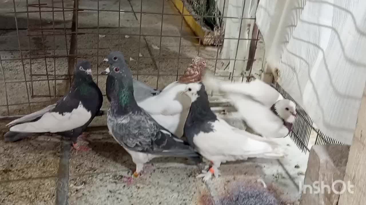 6 تا کفتر دس اولی|پرنده|شیراز, کوزه گری|دیوار