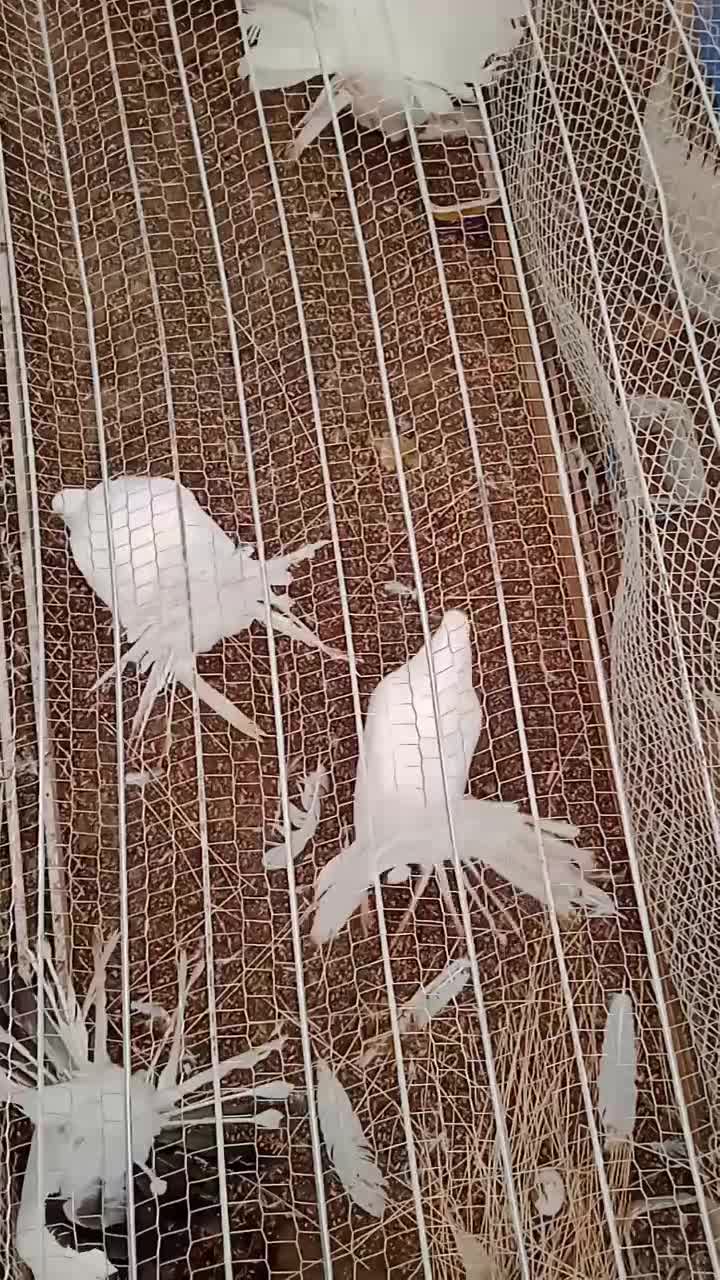 فروش یا معاوضه دم طاووسی|پرنده|گلمکان, |دیوار