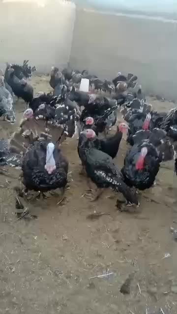 فروش بوقلمون محلی|حیوانات مزرعه|تهران, مسگرآباد|دیوار