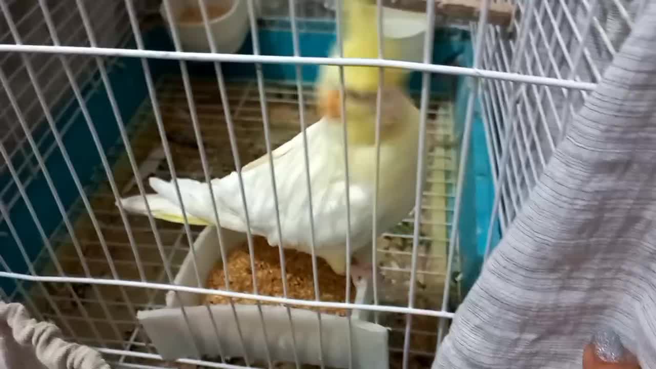 فروش|پرنده|جهرم, |دیوار