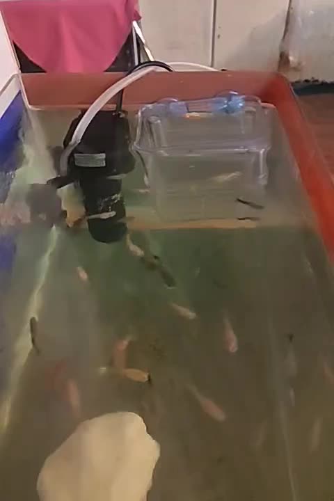 ماهی گوپی|ماهی|رامهرمز, |دیوار