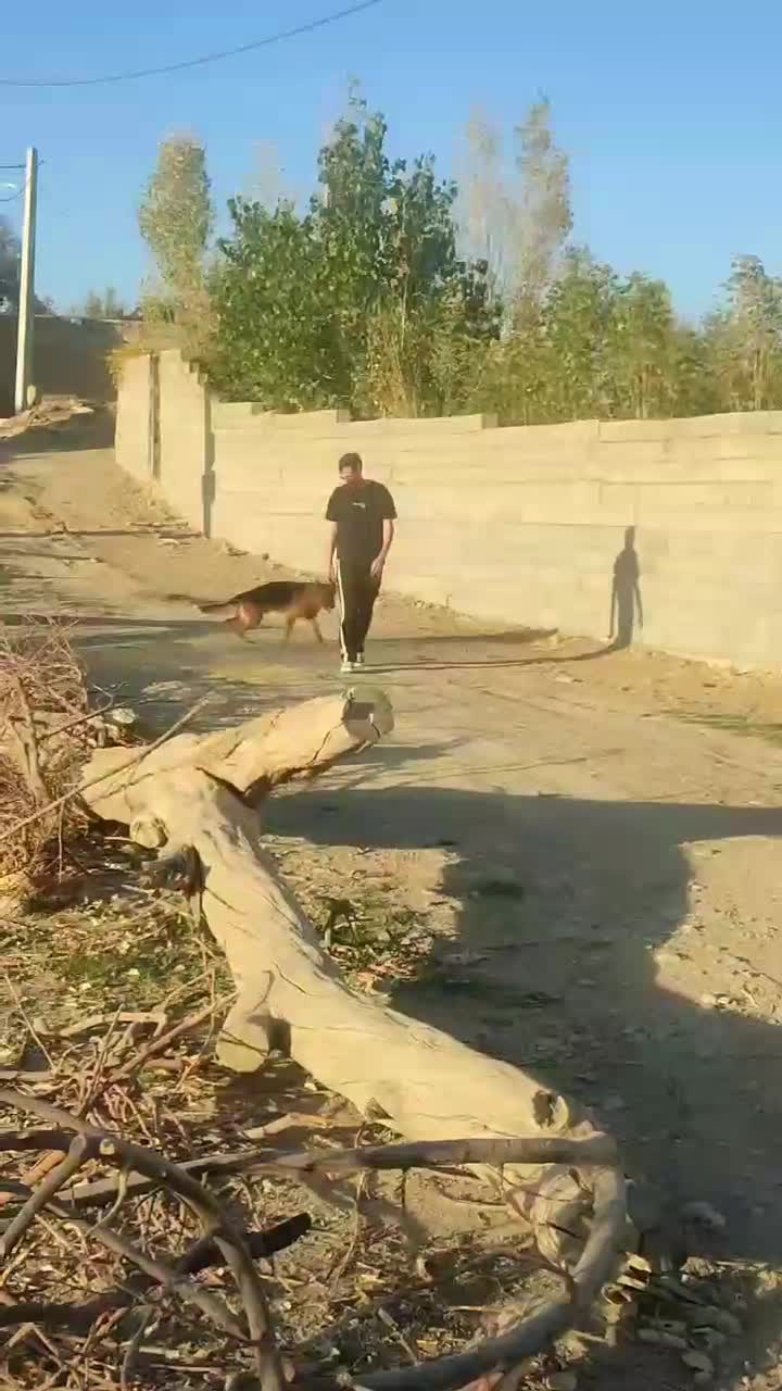 ژرمن شولاین نر|سگ|زنجان, |دیوار