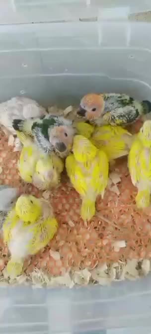 سرزمین پرندگان بهزاد ملنگو راهب شاه طوطی برزیلی|پرنده|تهران, جیحون|دیوار