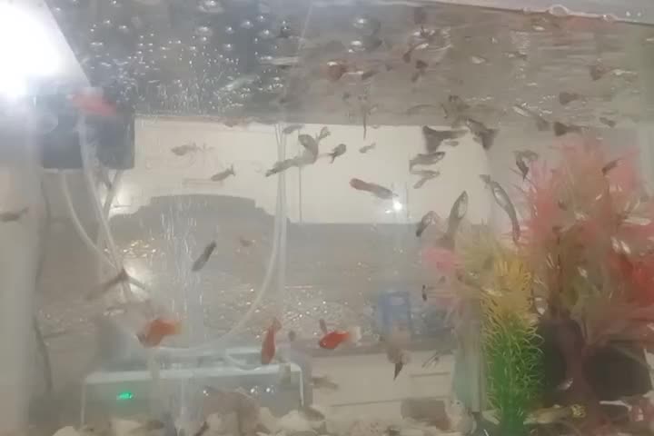 ماهی گپی کپی ماهی مولی|ماهی|مشهد, میان ولایت|دیوار