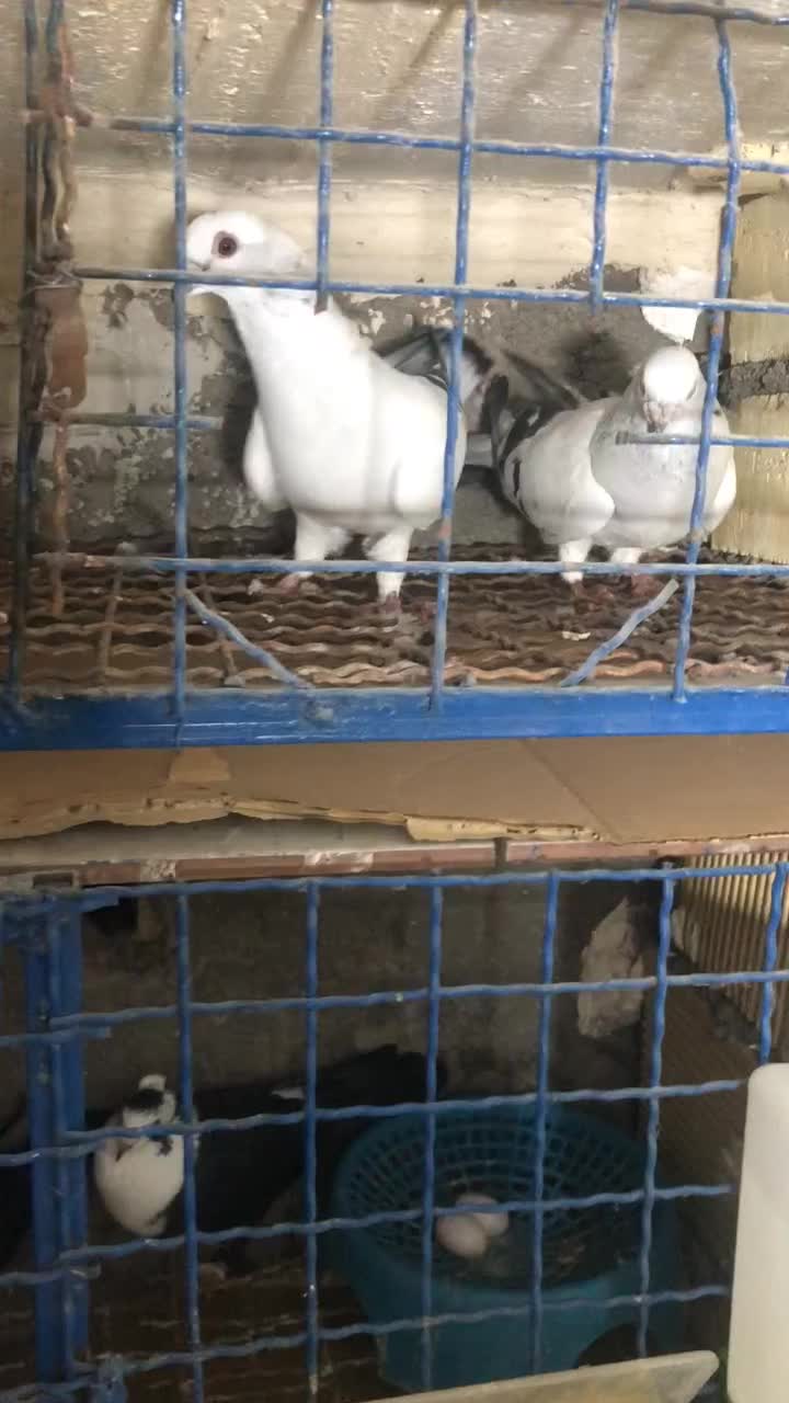 کبوتر|پرنده|آبادان, |دیوار