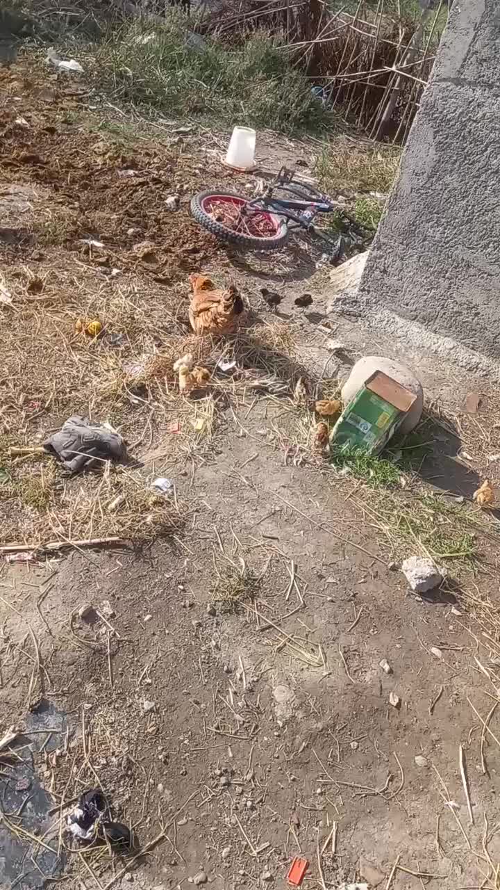 یک مرغ با 10جوجه محلی قیمت 1200000|حیوانات مزرعه|گرگان, |دیوار