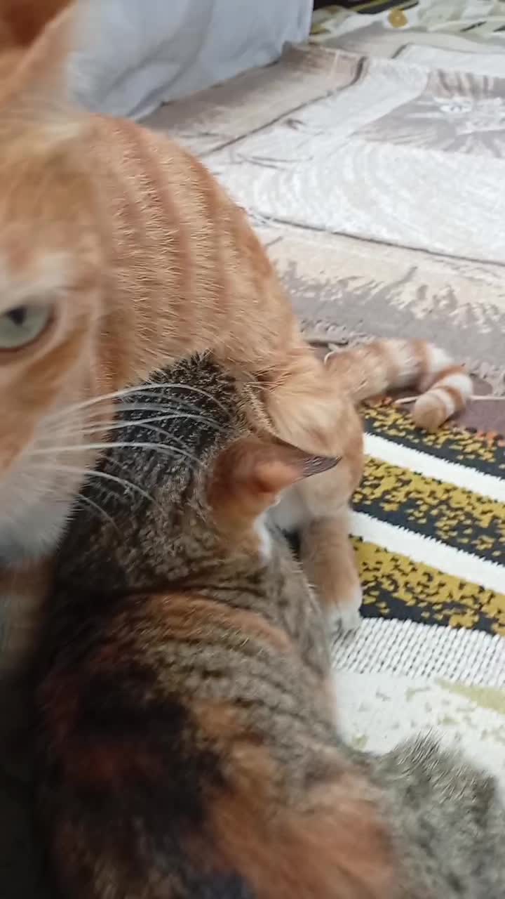 بچه گربه|گربه|بندر انزلی, چهارفریضه|دیوار