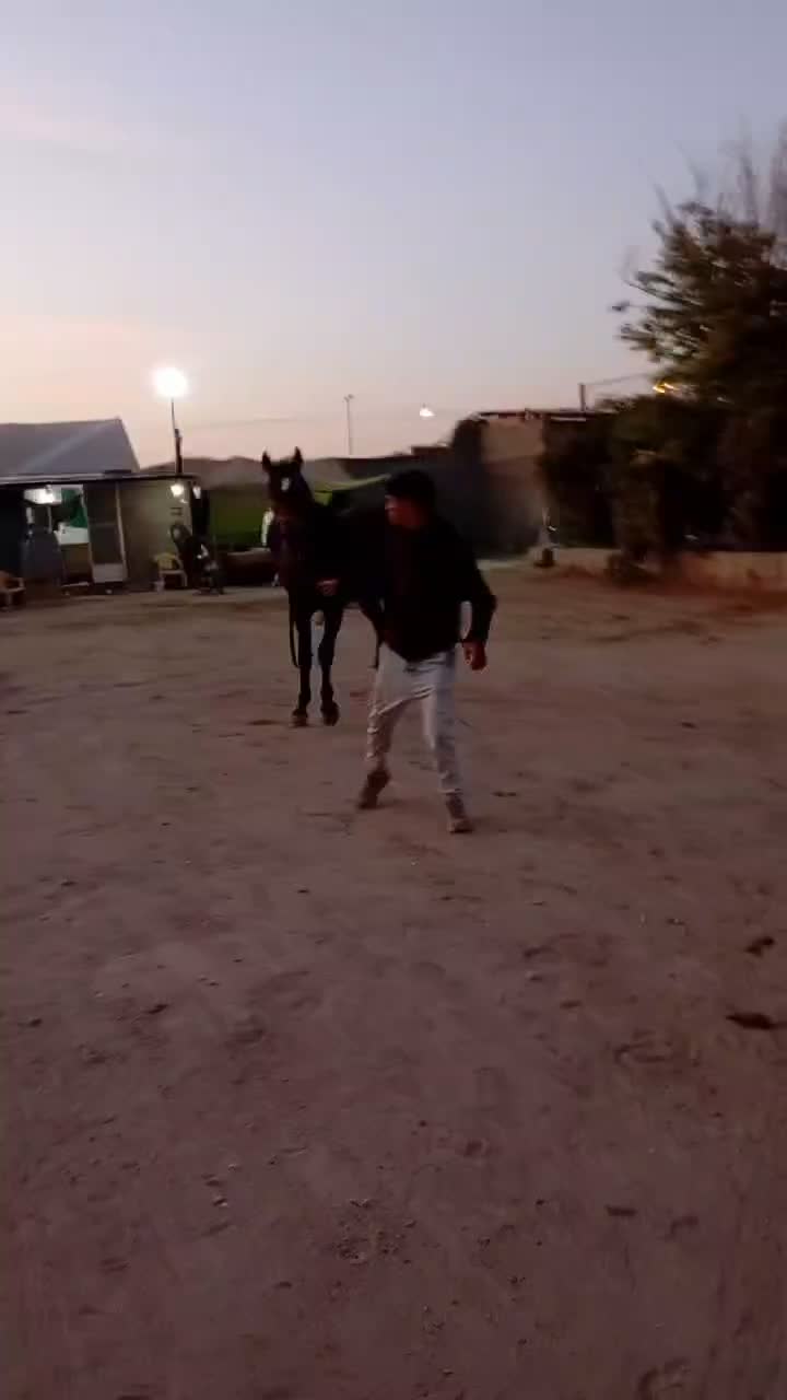 اسب نریون 6ساله|اسب و تجهیزات اسبسواری|اشکذر, |دیوار