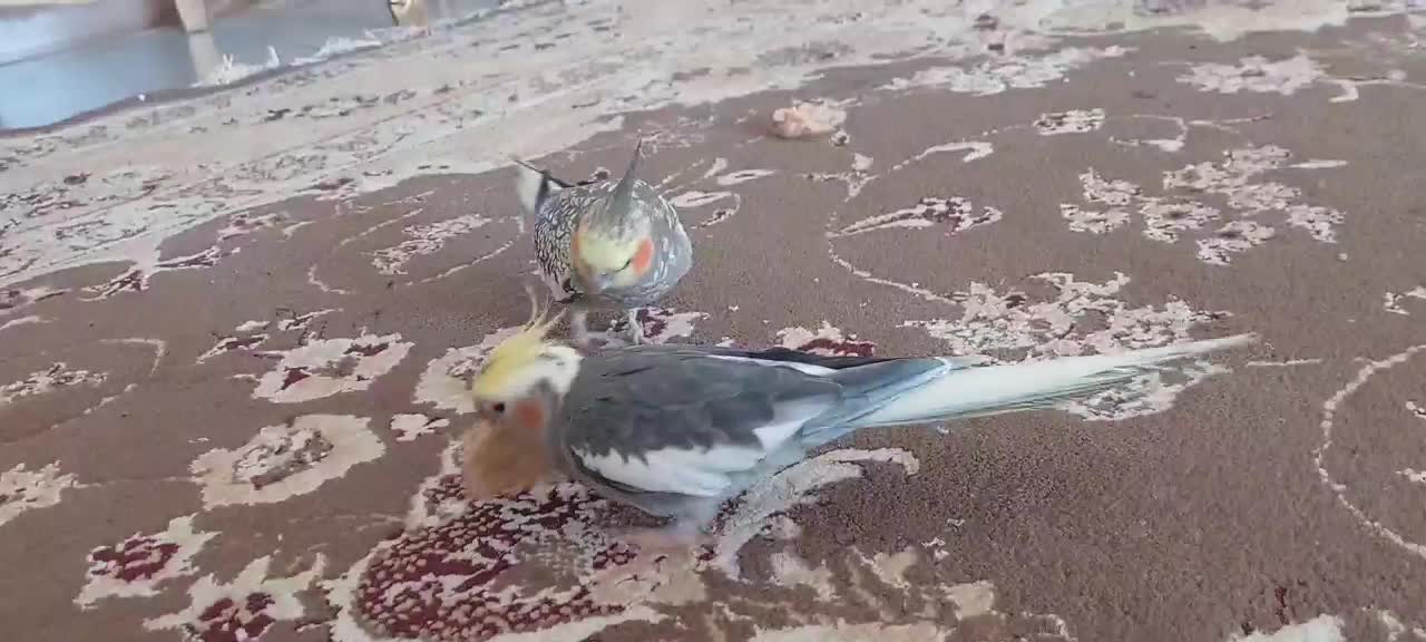 عروس هلندی|پرنده|آبکوه, |دیوار