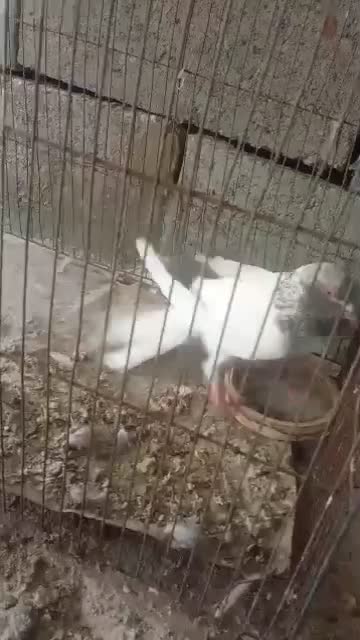 کفتر|پرنده|میناب, |دیوار