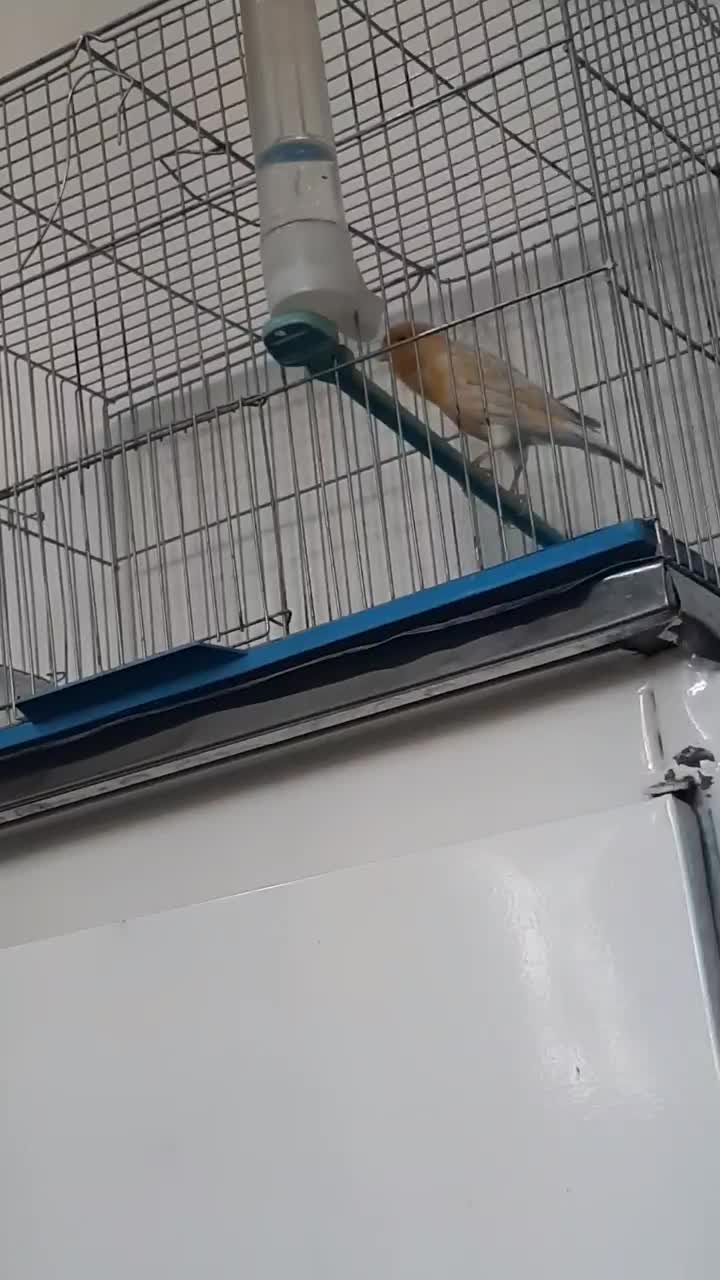 قناری نقره ای نرمست شلاقی .انگشتر.سهره.عروس هلندی|پرنده|کرمانشاه, |دیوار