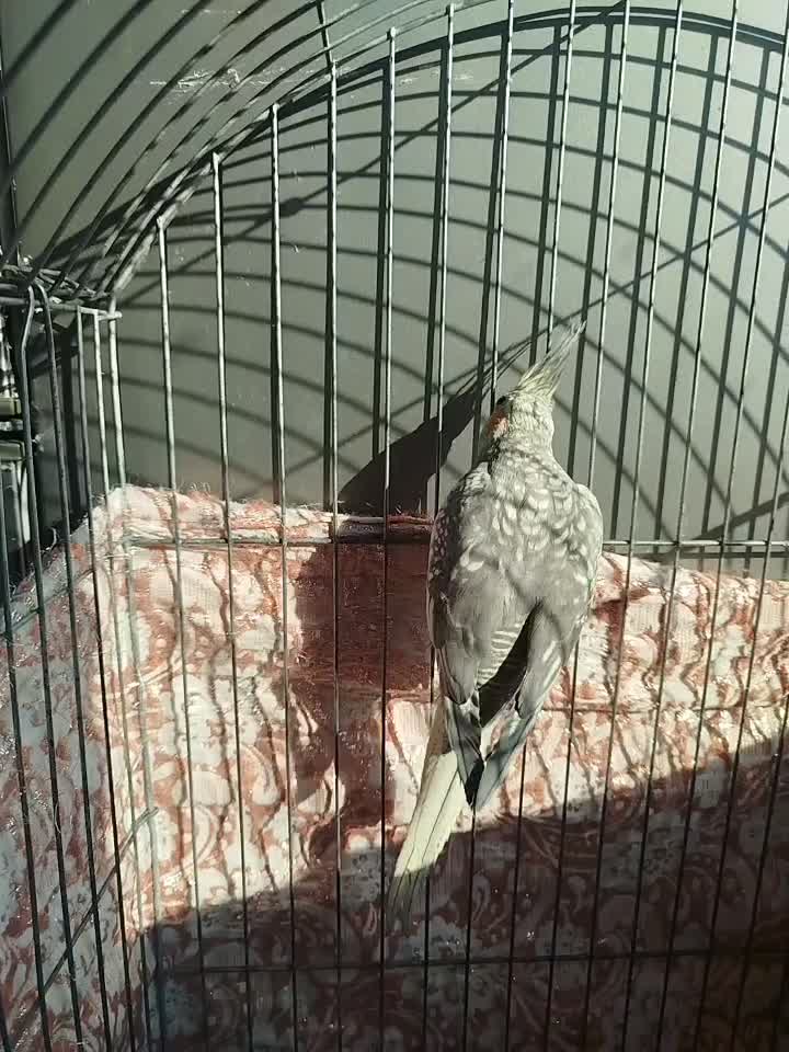 عروس نر گلباقالی|پرنده|تهران, هلال احمر|دیوار