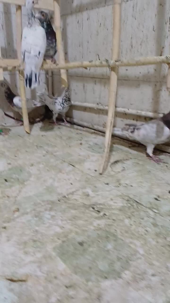 کبوتر پرنده|پرنده|الوند, |دیوار