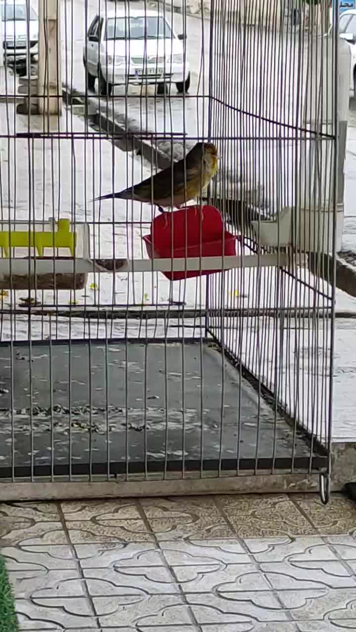 سهره قناری نر آبدانان|پرنده|ایلام, |دیوار