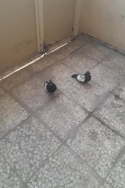 سینه ای|پرنده|شیراز, گویم|دیوار