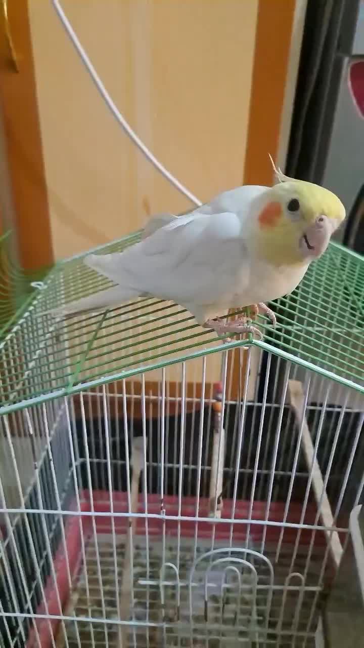 فروش عروس هلندی لوتینو فول رام|پرنده|بم, |دیوار