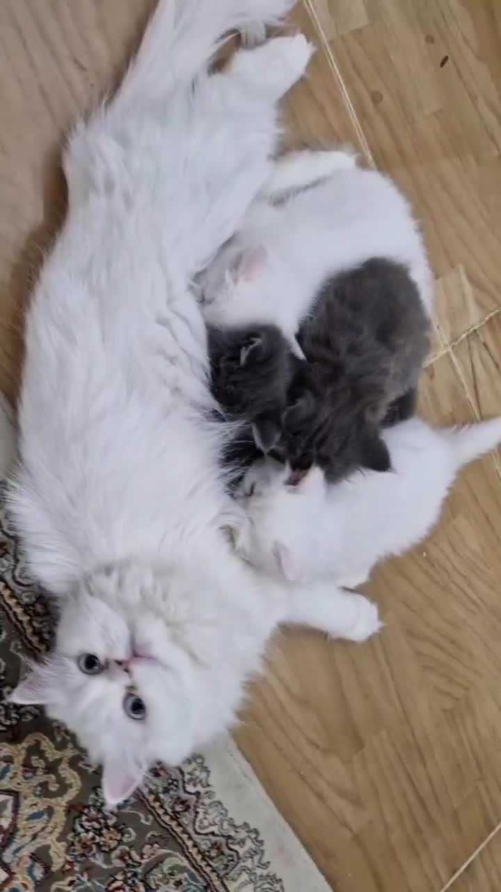 گربه مادر و پسر دختر پرشین و بریتیش|گربه|تبریز, |دیوار