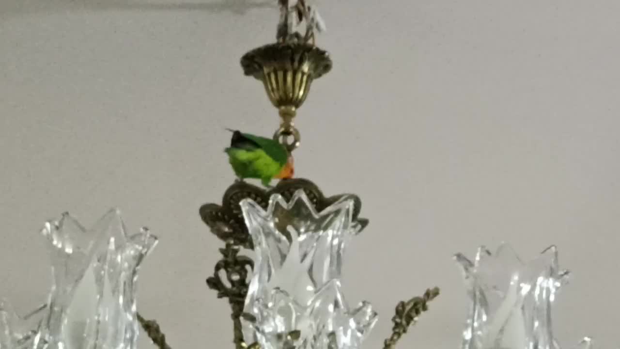 طوطی برزیلی|پرنده|شهریار, رضی آباد بالا|دیوار