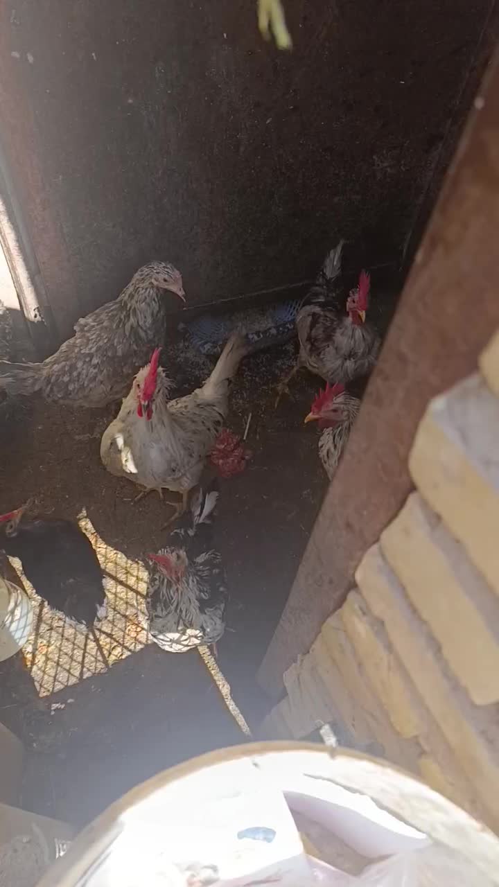 مرغ|حیوانات مزرعه|چوبر, |دیوار