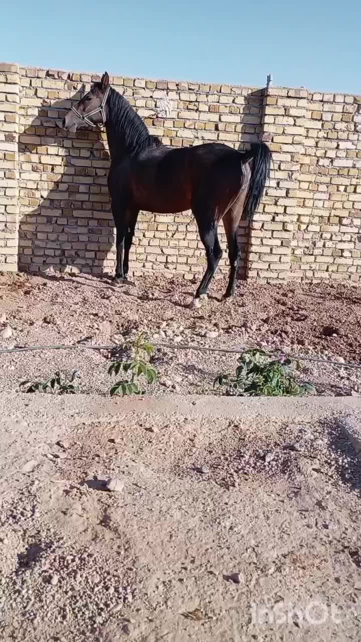 مادیان ۳به۴ فروشی|اسب و تجهیزات اسبسواری|تاکستان, |دیوار