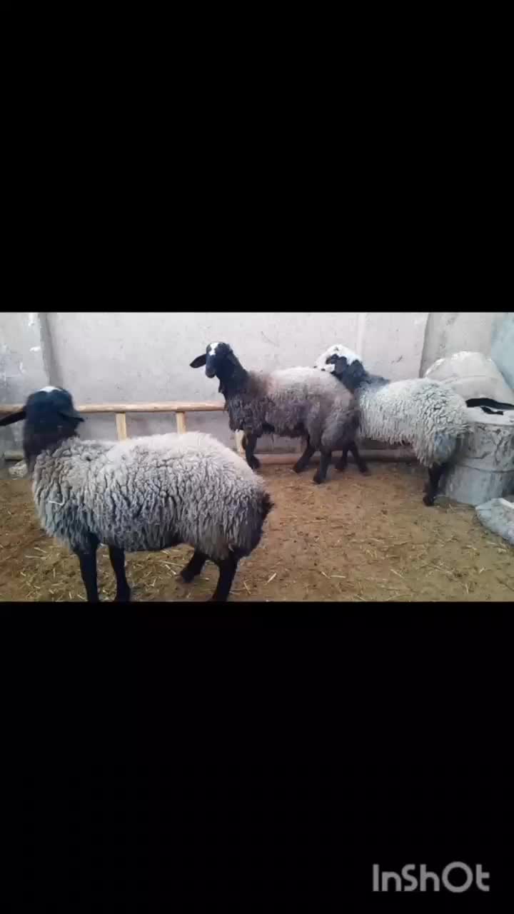 بره نر چاق|حیوانات مزرعه|دشتابی, |دیوار