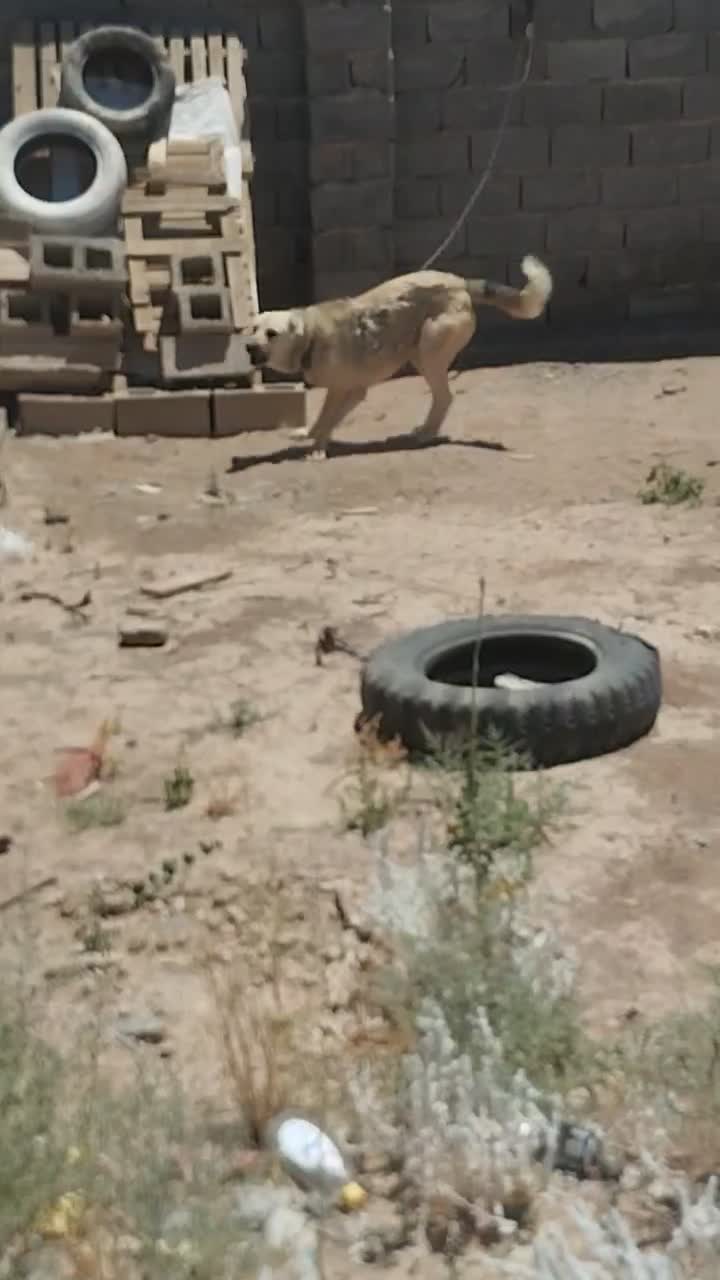 سگ سراب|سگ|سیرجان, |دیوار