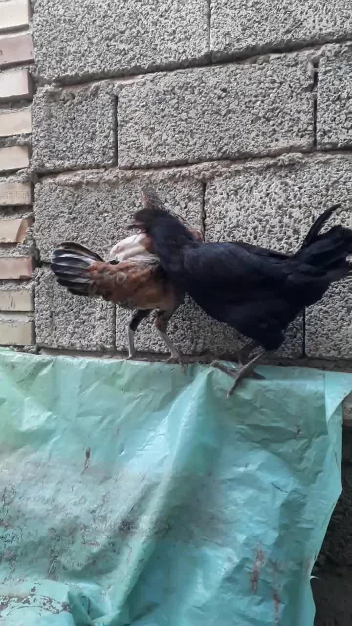 جوجه مرغ محلی|حیوانات مزرعه|تاتار علیا, |دیوار