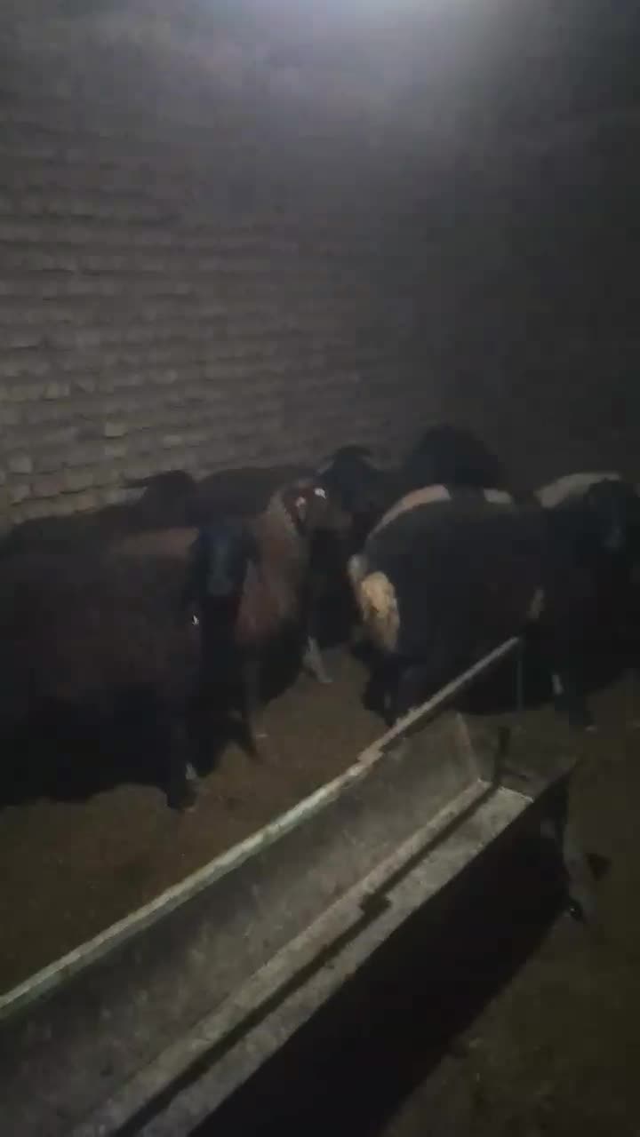 بره|حیوانات مزرعه|جوادآباد, |دیوار