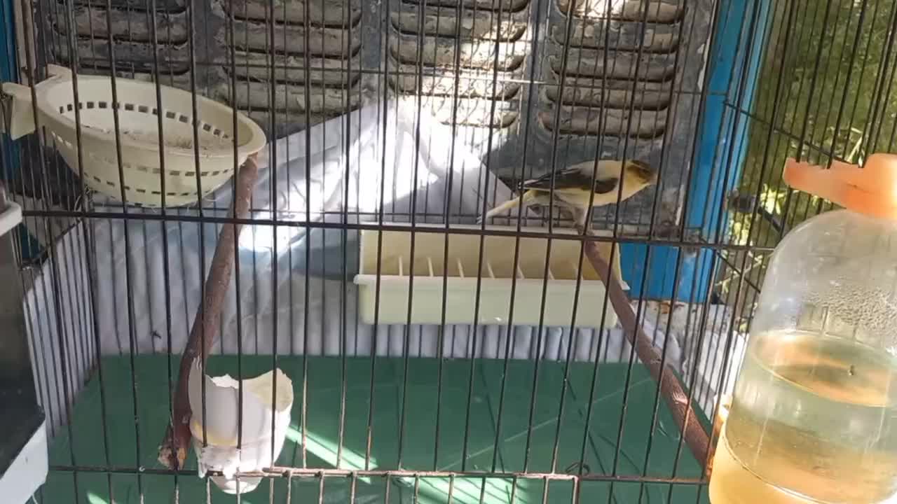 قناری ماده آماده جفت ،ابلغ ،پس بالا|پرنده|اندیشه, اندیشه فاز ۴|دیوار