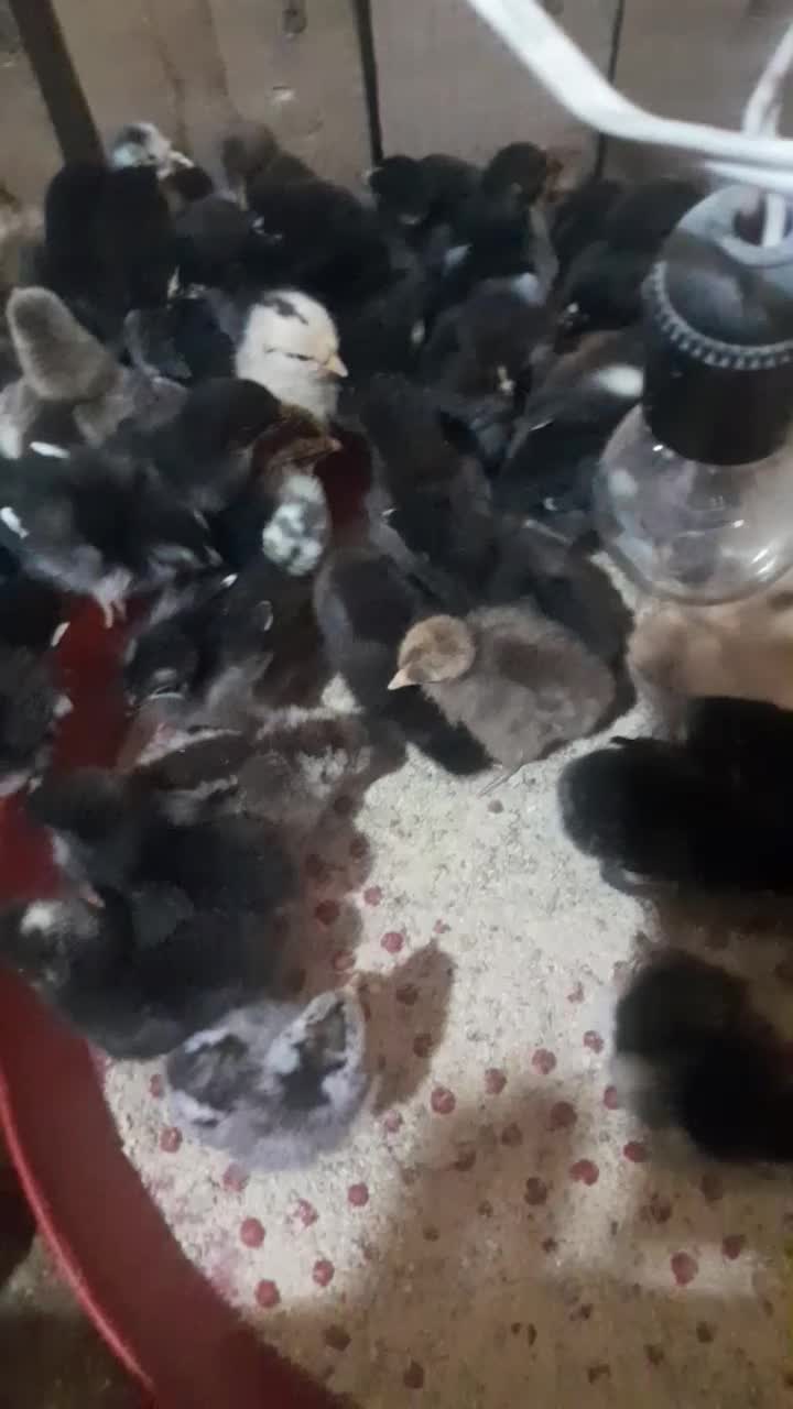 جوجه مرغ|حیوانات مزرعه|شیراز, بید زرد|دیوار