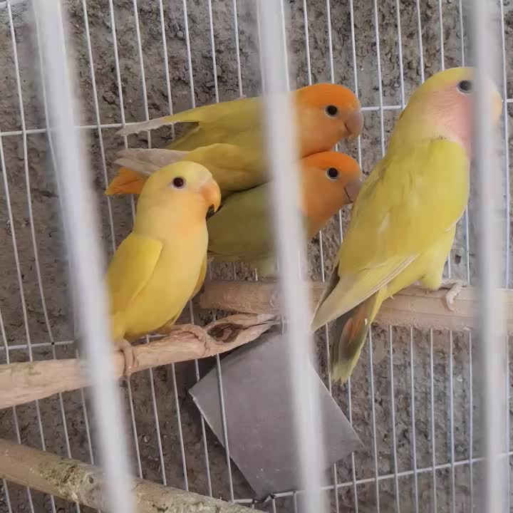 طوطی برزیلی اوپال نارنجی|پرنده|کرج, شهرک سهرابیه|دیوار