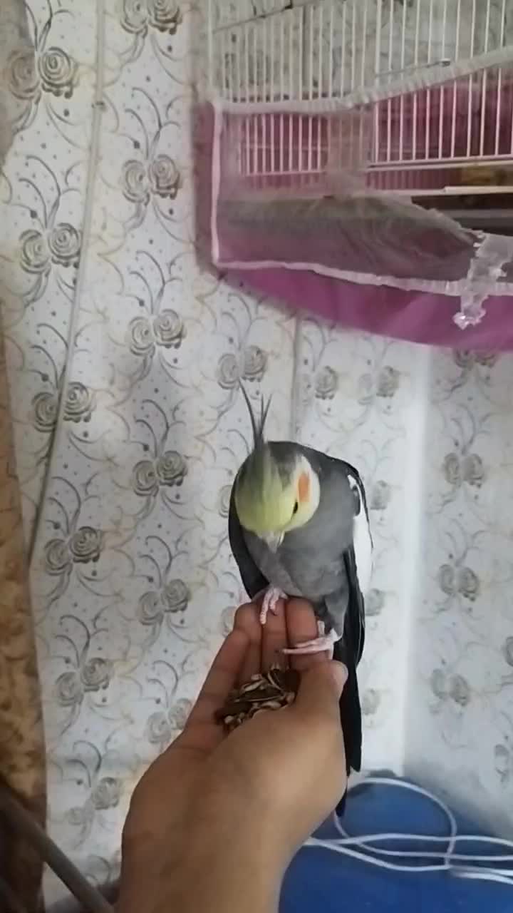 جفت عروس هلندی|پرنده|مشهد, شهید قربانی|دیوار