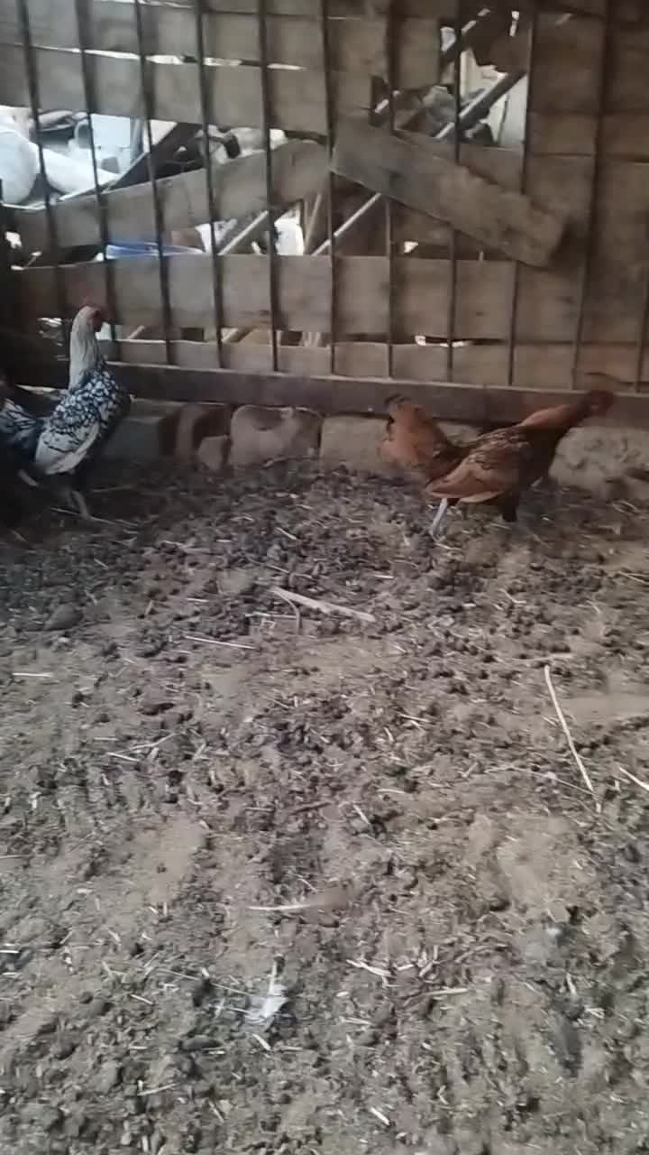 مرغ و خروس|حیوانات مزرعه|باغ بهادران, |دیوار