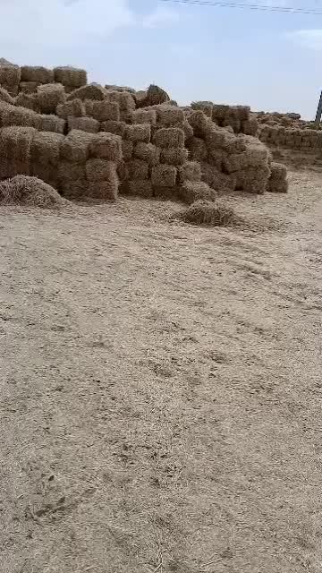 کاه دیم ریز کرمانشاه دور میدان نگین|حیوانات مزرعه|دهلران, |دیوار