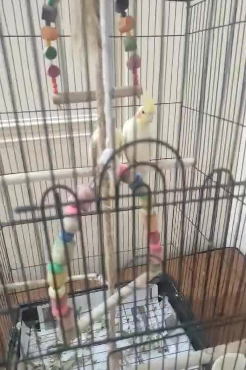 یک جفت طوطی عروس هلندی|پرنده|کرمان, |دیوار