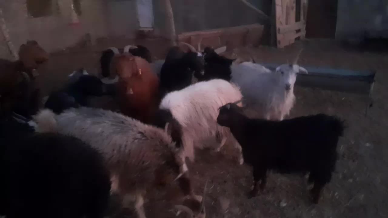 گوسفند|حیوانات مزرعه|سلفچگان, |دیوار