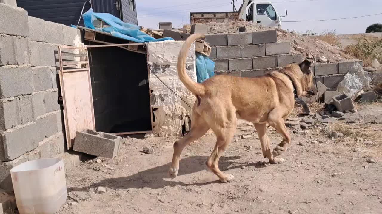 واگذاری سرابی اصیل|سگ|تهران, استاد معین|دیوار