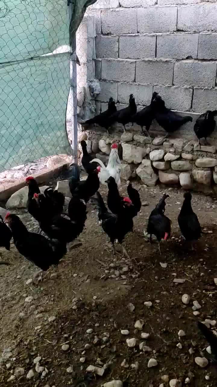 فروش مرغ وخروس محلی اصل|حیوانات مزرعه|خورموج, |دیوار