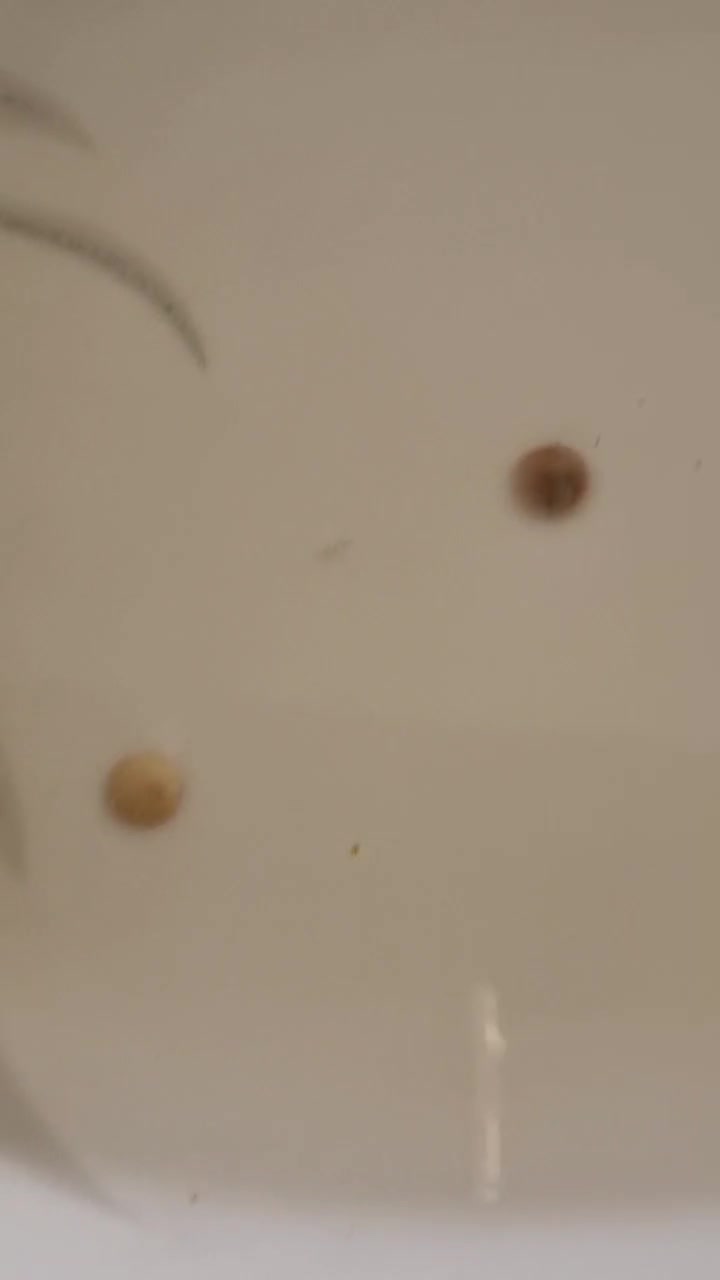 سنگ اصلی تضمینی مهره اصل|جواهرات|شیراز, نصر|دیوار