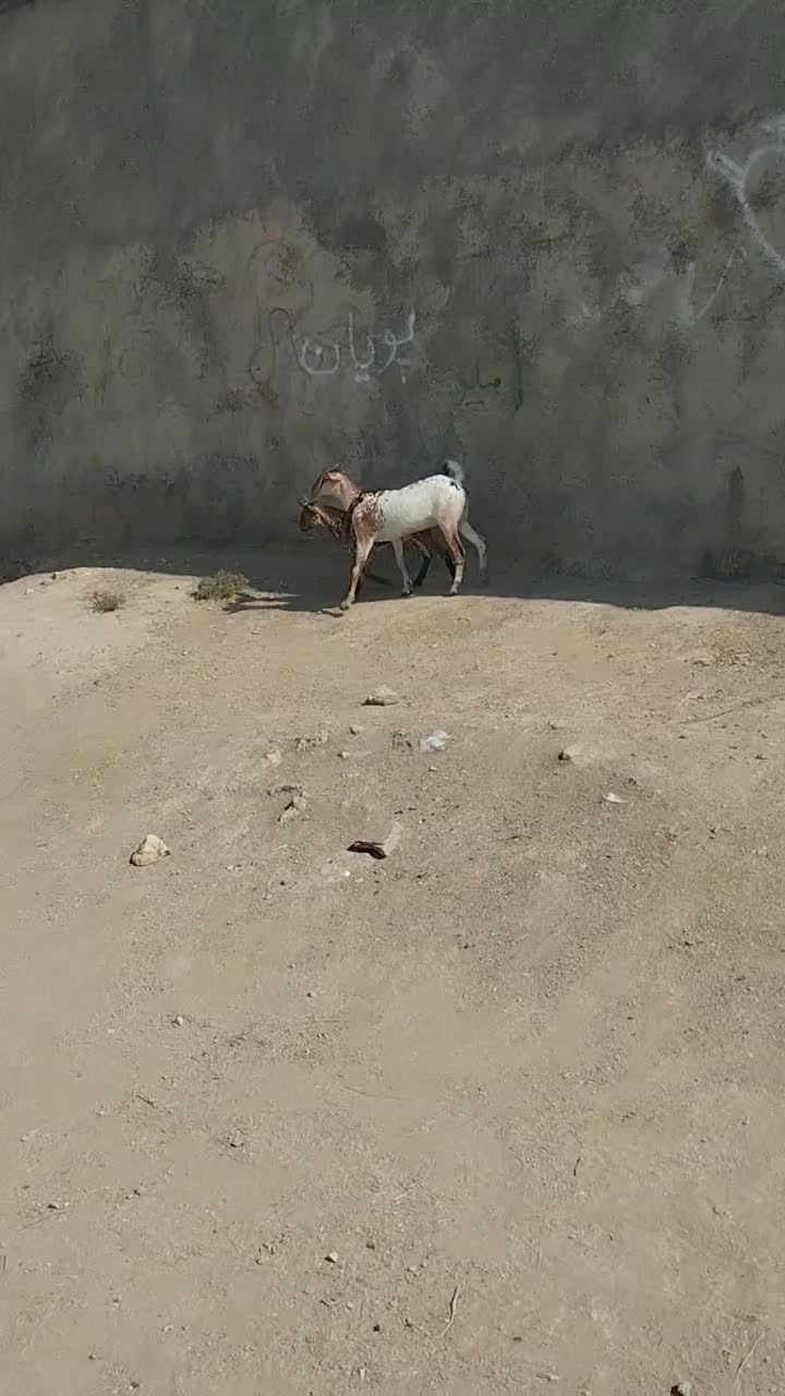 بز و بزغاله صلاصه عربی|حیوانات مزرعه|ایذه, |دیوار