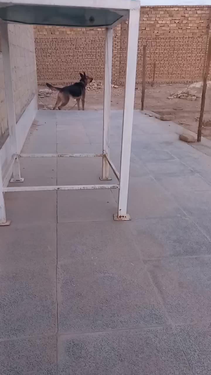 سگ ژرمن نر|سگ|یزد, |دیوار