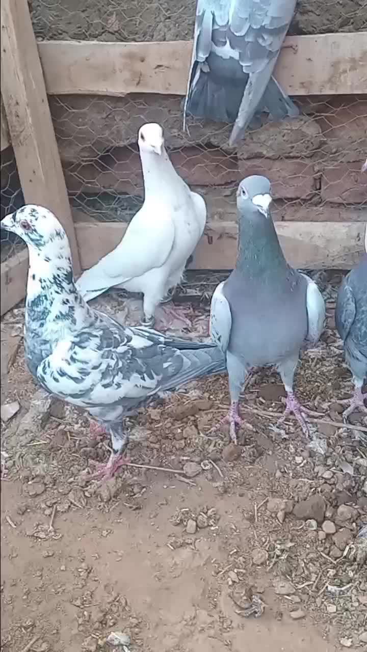 ****|پرنده|ابرکوه, |دیوار