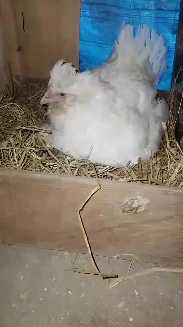 تخم نطفه دار گلین|حیوانات مزرعه|رشت, تازه آباد|دیوار