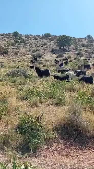 پازن شهر کردی درجه یک|حیوانات مزرعه|همایجان, |دیوار