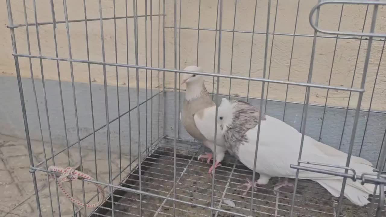 نراجری و ماده اجری خال سرکه ای|پرنده|کرمانشاه, |دیوار