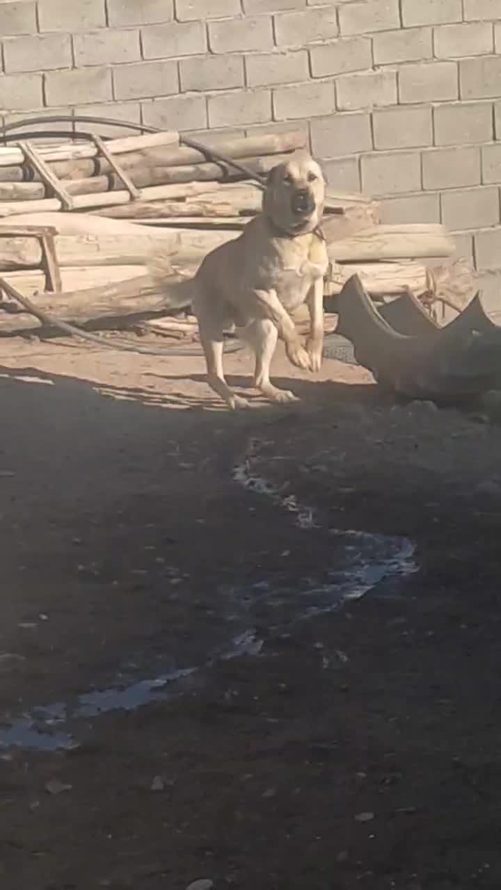 واگذاری سگ سرابی ۲ ساله|سگ|میانه, |دیوار