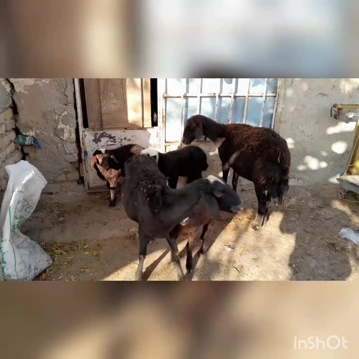 دوتا میش و سه تا بره یکیش دوقلو|حیوانات مزرعه|زرین دشت (همدان), |دیوار